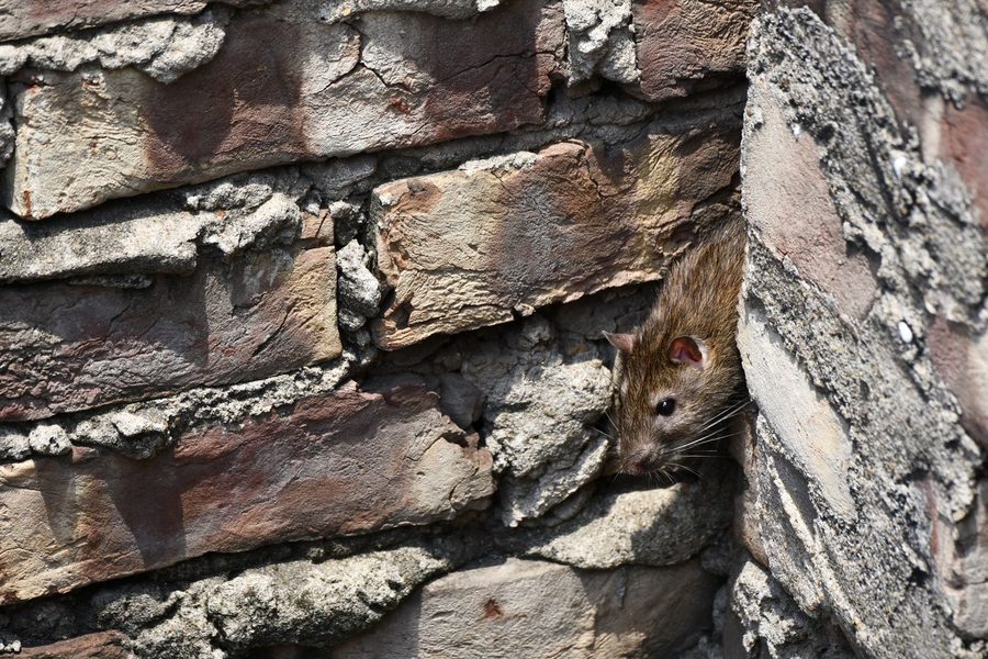 Rat surgissant d'une fissure dans un mur en briques, illustrant une infestation de rongeurs